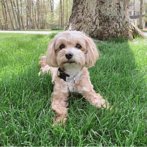 Fundraising Page: Sallie Levitch